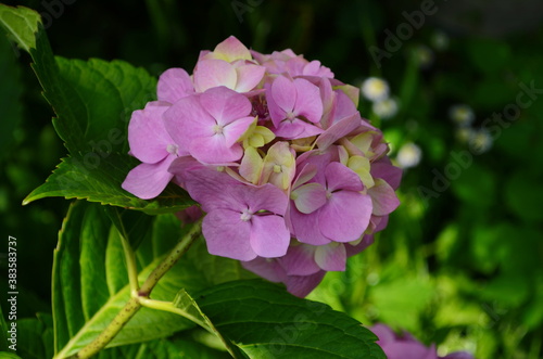 Pink hydrangea on the background of leaves. Nature.