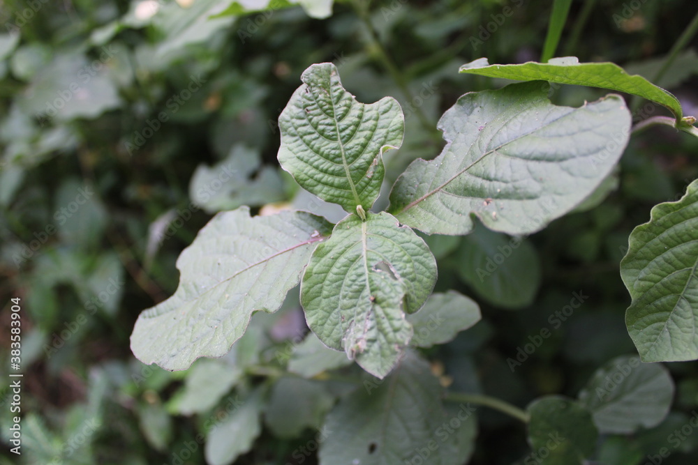 Obraz premium leaves on a branch
