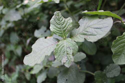 leaves on a branch