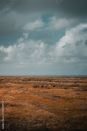 Beautiful dune meadow with cows at coloful orange sunset light with wide panorama view of the landscape. National Park Thy in Denmark