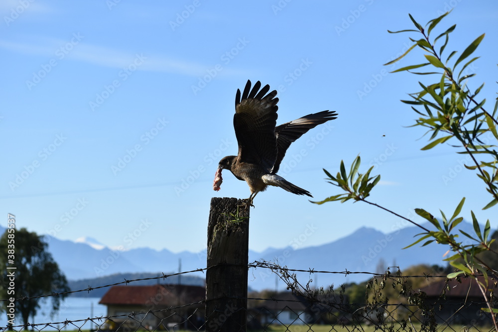 Fototapeta premium aves