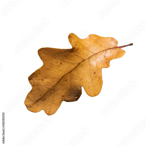 Brown fall oak leaf isolated on white background. Close up of autumn leaves from oak tree
