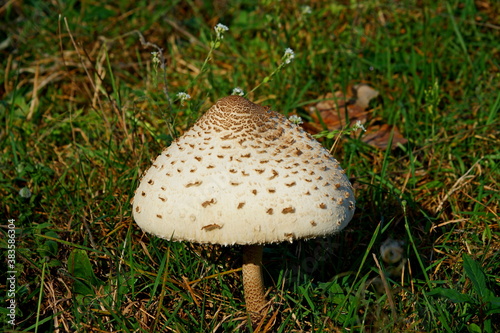 Macrolepiota procera (Mushroom umbrella)