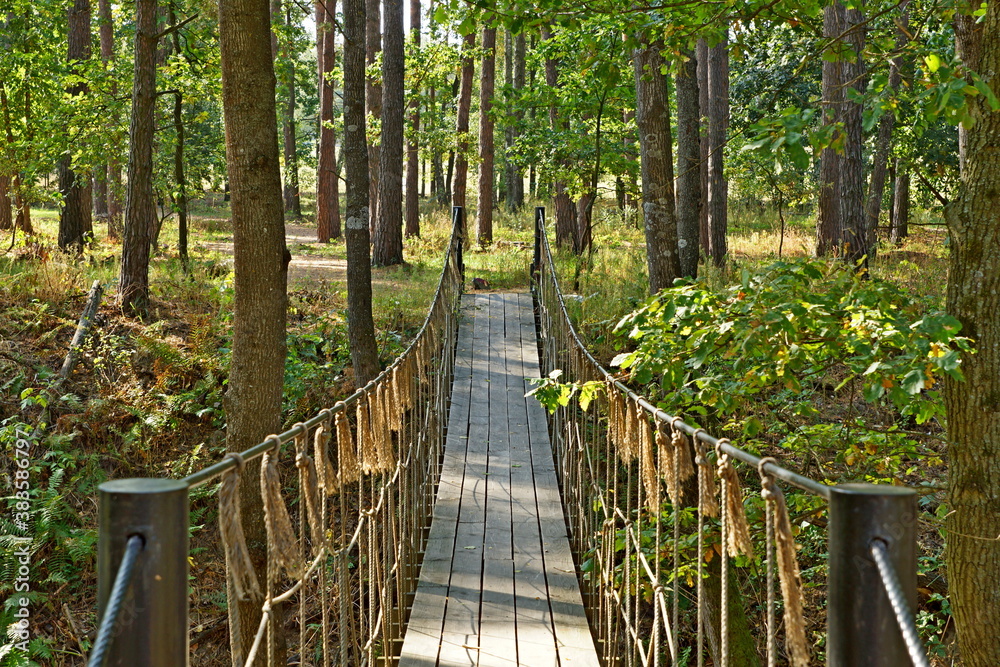 Obraz wooden bridge in the forest