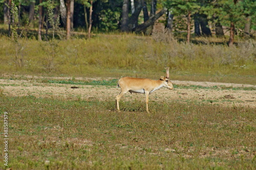 Saiga tatarica  