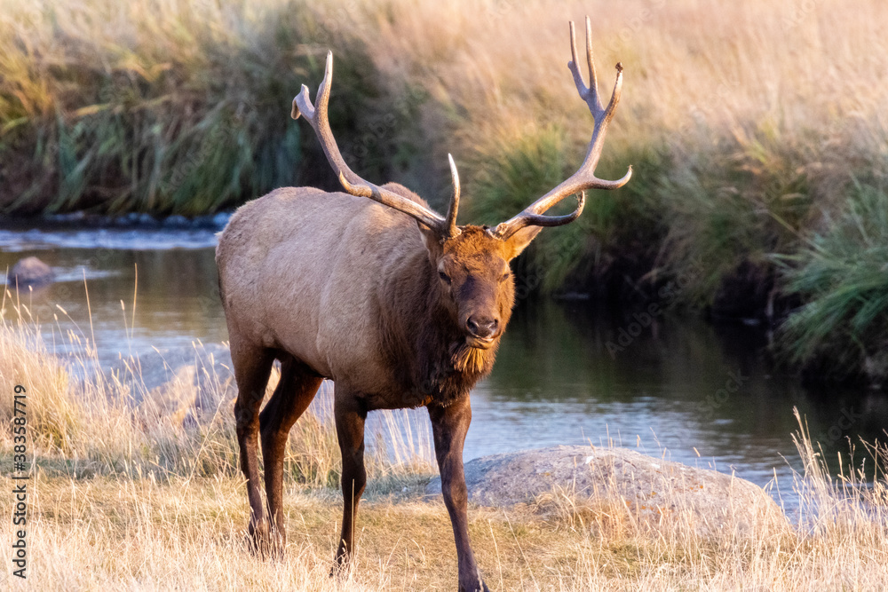 Elk Rut in Rocky Mountain National Park Elk Rut in Rocky Mountain National Park