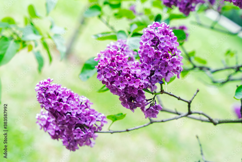 Obraz premium Blooming lilac flowers