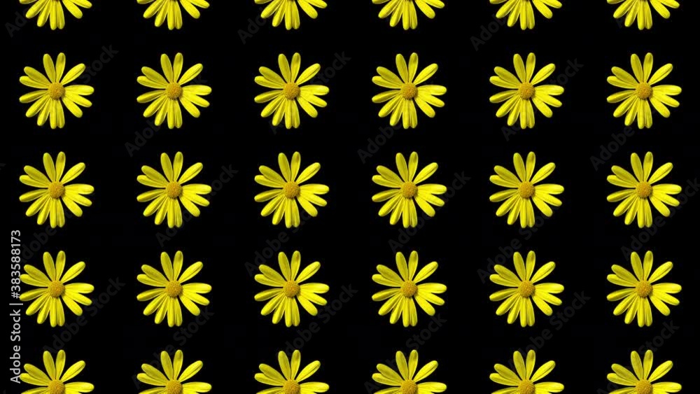 Seamless yellow daisy pattern animation on black background, seamless looping, 4K 60 fps Seamless yellow daisy pattern animation on black background, seamless looping, 4K 60 fps