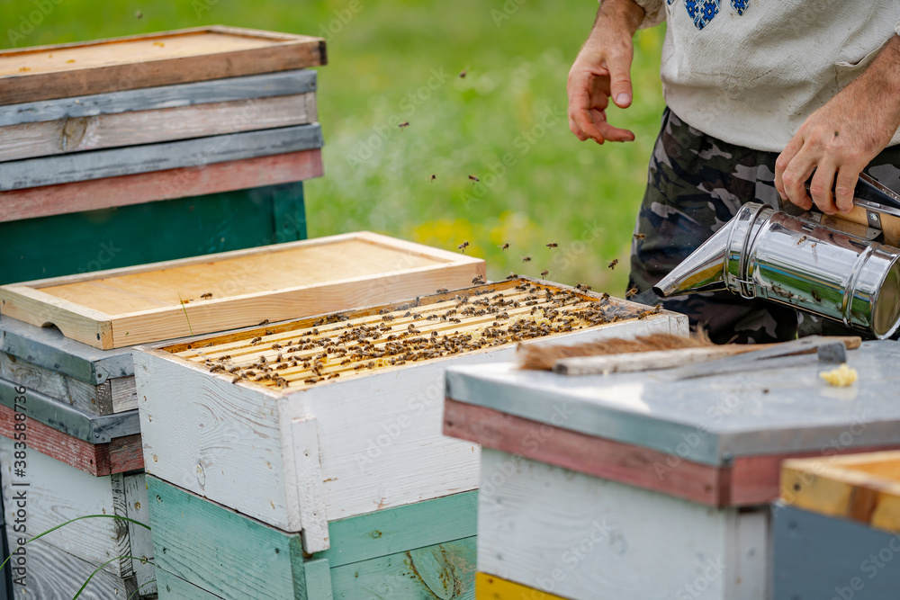 Colorful hives of bees on a meadow in summer. Hives in an apiary with bees flying to the landing boards. Apiculture. Bee smoker in hands. Colorful hives of bees on a meadow in summer. Hives in an apiary with bees flying to the landing boards. Apiculture. Bee smoker in hands.