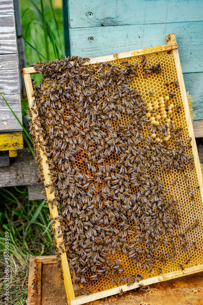 Special sell to store honey in hives. Frames for honey at apiary. Apiculture. Beekeeping concept. Special sell to store honey in hives. Frames for honey at apiary. Apiculture. Beekeeping concept.