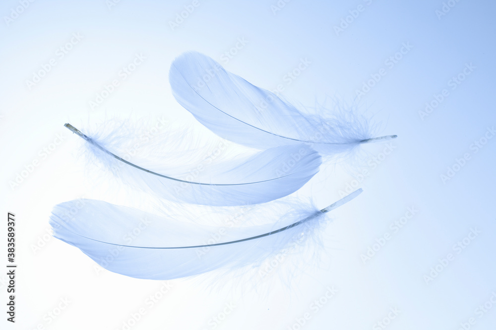 Obraz premium 白い羽