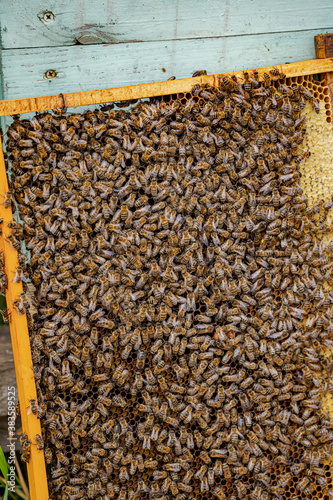 Selective focus on special frame for collecting honey with lot of bees. Insects bringing honey. Hive in summer.