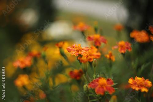 Orange marigold flowers in a garden © KSCHiLI