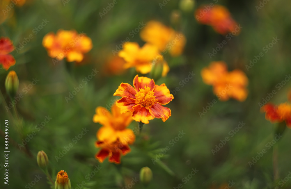 Orange marigold flowers in a garden Orange marigold flowers in a garden