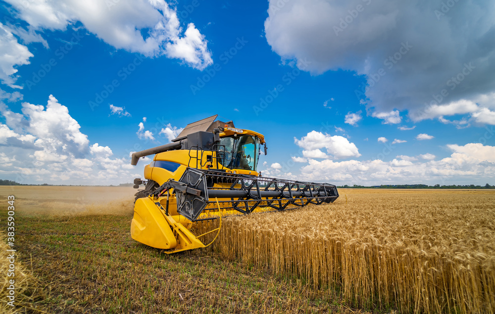 Fototapeta premium Agriculture machine harvesting crop in fields. Special technic in action. Agricultural technic in field. Heavy machinery. Blue sky above field.