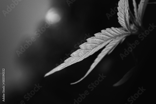 Cannabis Leaf Isolated / CDB / THC / Marijuana / Mariguana / 
