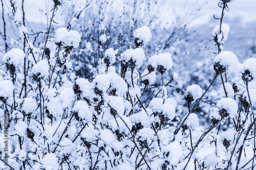 Flores nevadas en paisaje invernal