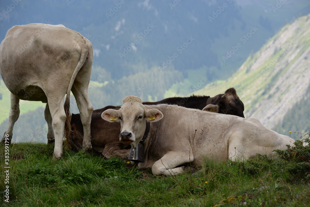 Kühe auf der Almweide Kühe auf der Almweide