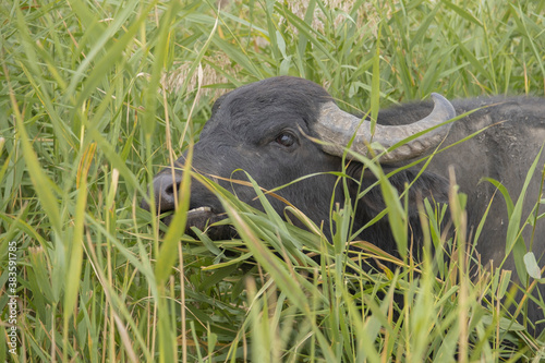 Water buffalo grazing in the reeds. Orlovka village, Reni raion, Odessa oblast, Ukraine, Eastern Europe