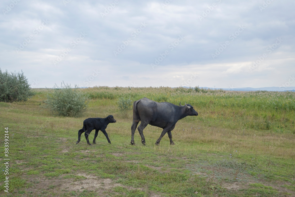 Young calf with mother - Water buffalo . Orlovka village, Reni raion, Odessa oblast, Ukraine, Eastern Europe Young calf with mother - Water buffalo . Orlovka village, Reni raion, Odessa oblast, Ukraine, Eastern Europe