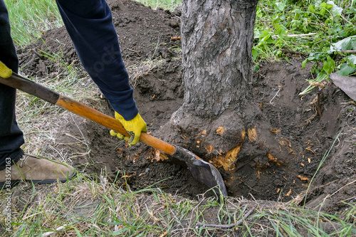 Uprooting an old dry fruit tree in the garden. Large pit with chopped off tree roots. Shovel are main tool used in uprooting. Renovation of the old garden. Close-up. Selective focus.