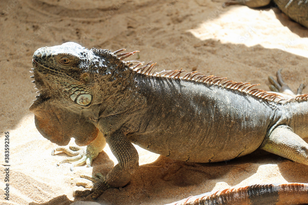 grüner_Leguan grüner_Leguan
