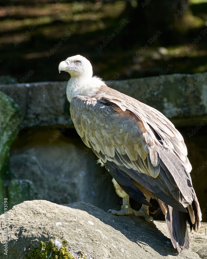 Fototapeta premium Vulture in the sauvage wild