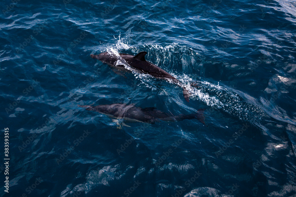 Fototapeta premium The dolphin in the depths of the sea