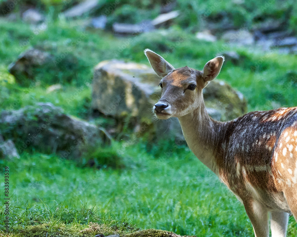 Fallow deer in the sauvage wild Fallow deer in the sauvage wild
