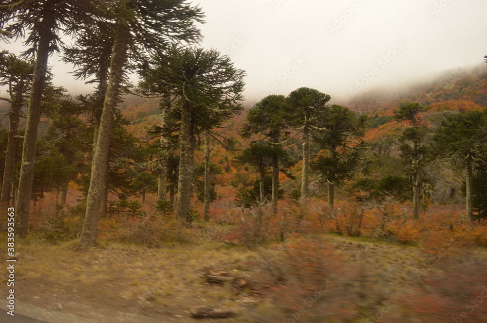 Obraz premium Autumn hiking in the mountains and lake district of San Martin de Andes in Argentina