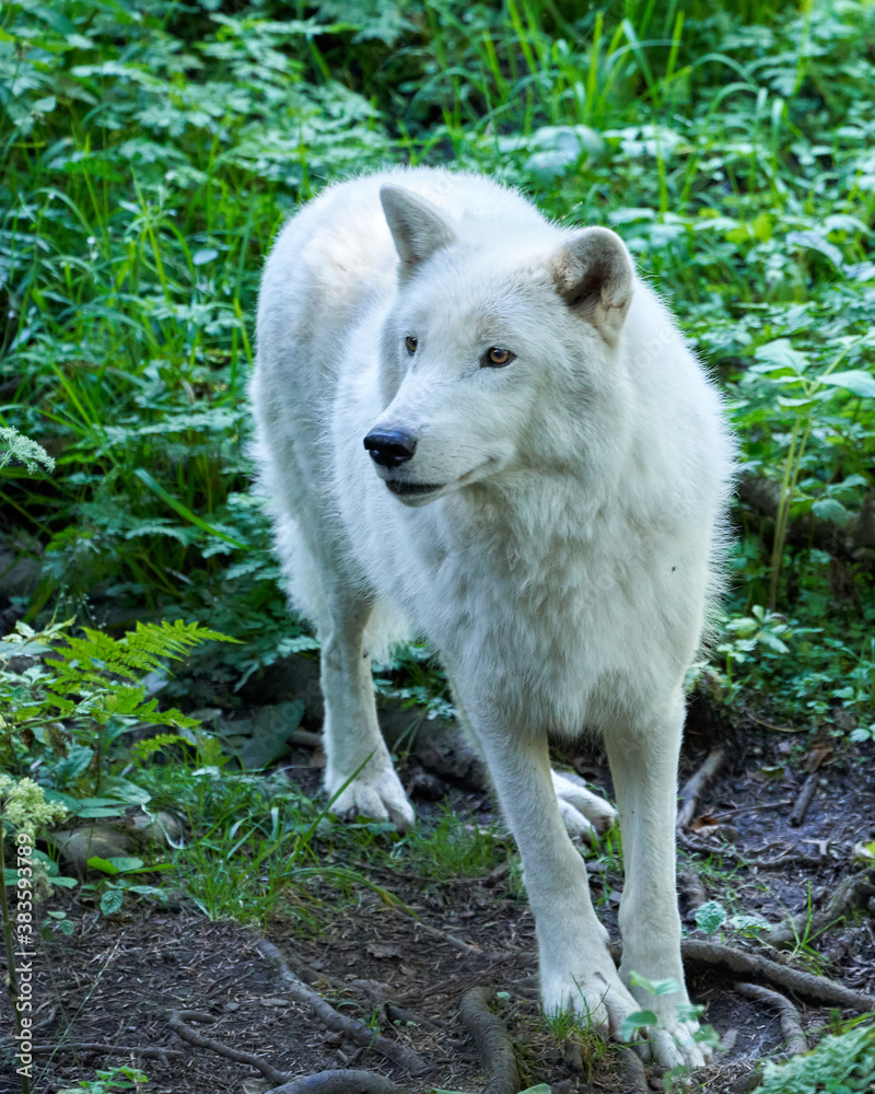 Wolf in the sauvage wild