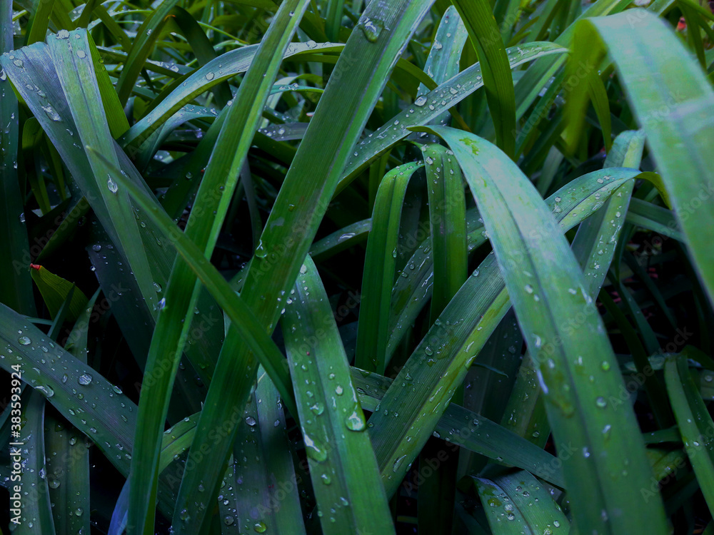 Fototapeta premium Summer dew