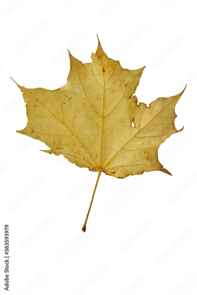 Yellow maple leaf as an autumn symbol. Isolated on white. Yellow maple leaf as an autumn symbol. Isolated on white.