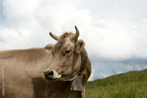 Fototapeta Naklejka Na Ścianę i Meble -  Kühe auf der Almweide