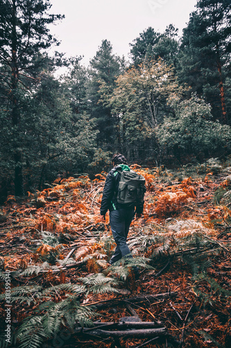 Man walking between a pine forest with backpack