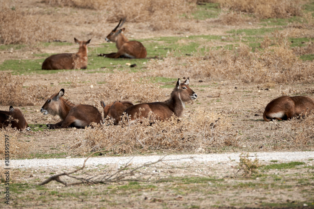 Obraz premium Animals in the sauvage wild