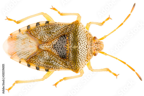 Elasmucha grisea, common name parent bug, is a species of shield bugs or stink bugs belonging to the family Acanthosomatidae. Dorsal view of parent bug isolated on white background. photo