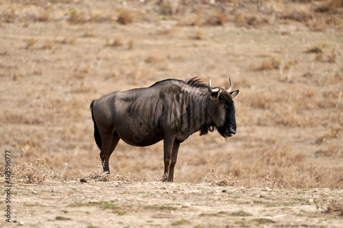 Buffalo in the sauvage wild