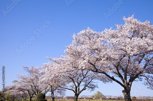 奈良平城京の桜並木
