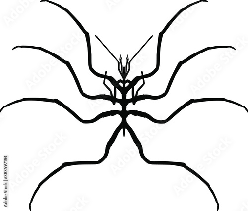 Tableau sur toile arthropoda pycnogonida silhouette  vector illustration