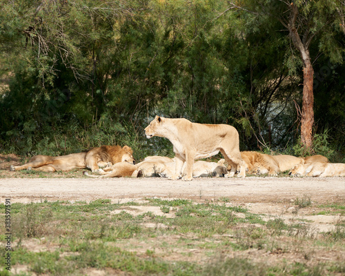 Herd of lionsin the sauvage wild