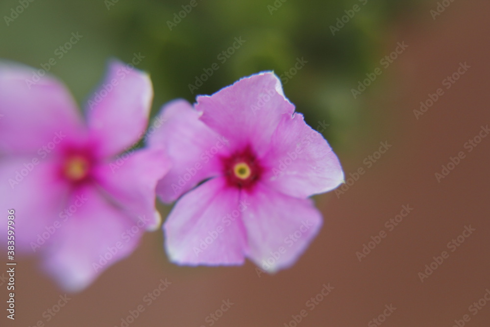 Obraz premium Nature