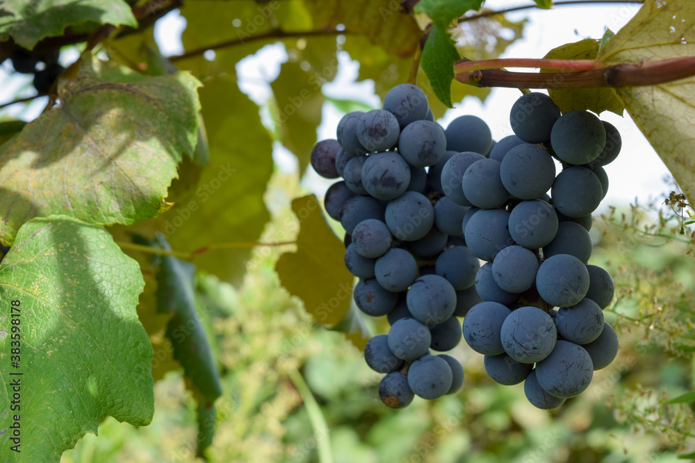 Concord Grapes in Vineyard for Wine and Juice Flavorful Green & Purple Organic Fruit on the Vine Jam & Jelly