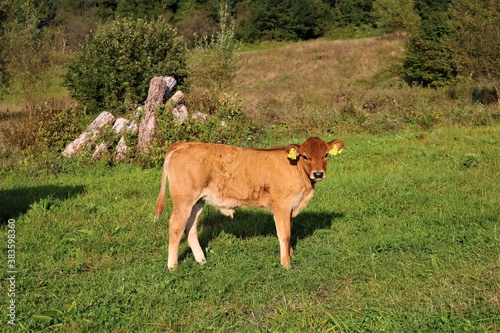 One calf