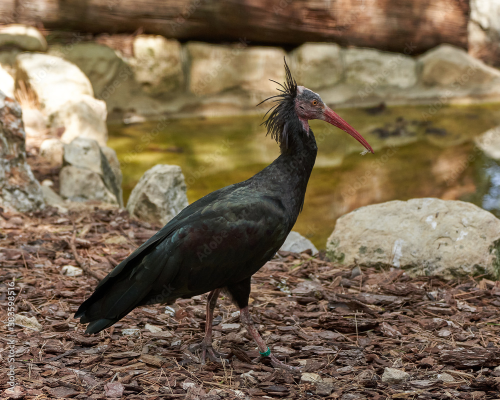 Naklejka premium Ibis eremita in the sauvage wild