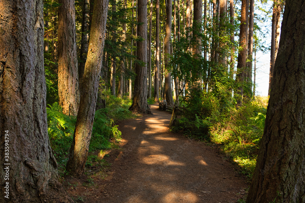 Fototapeta premium A beautiful closeup view of wooden log fences alongside hiking trails offering beach access surrounded by uncultivated land at the parc provincial de Rathtrevor Beach