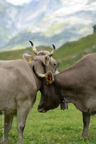 Fototapeta Naklejka Na Ścianę i Meble -  Kühe auf der Almweide