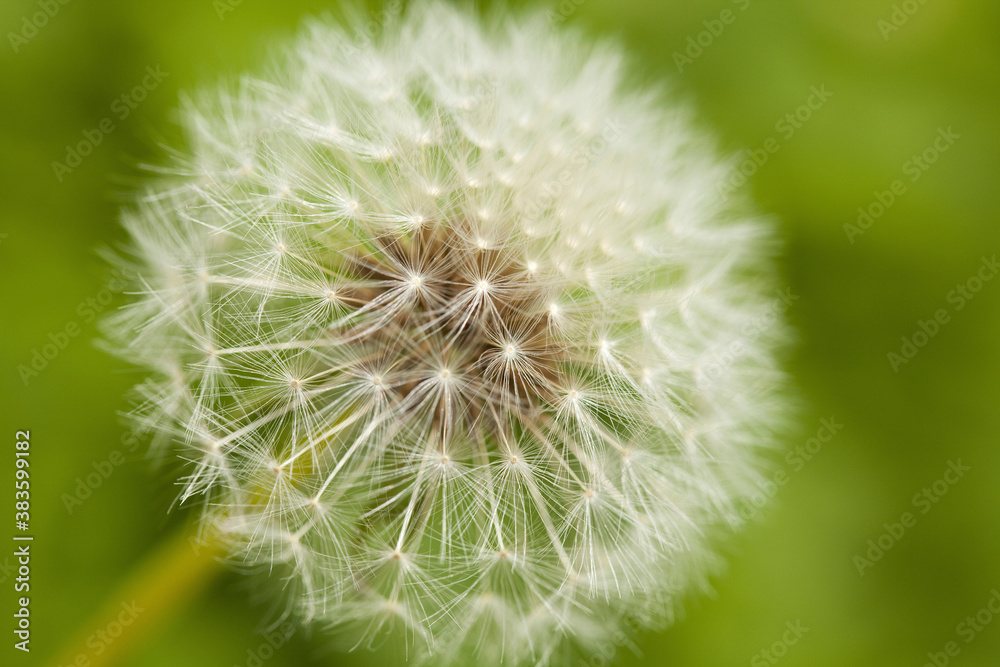 Fototapeta premium タンポポ