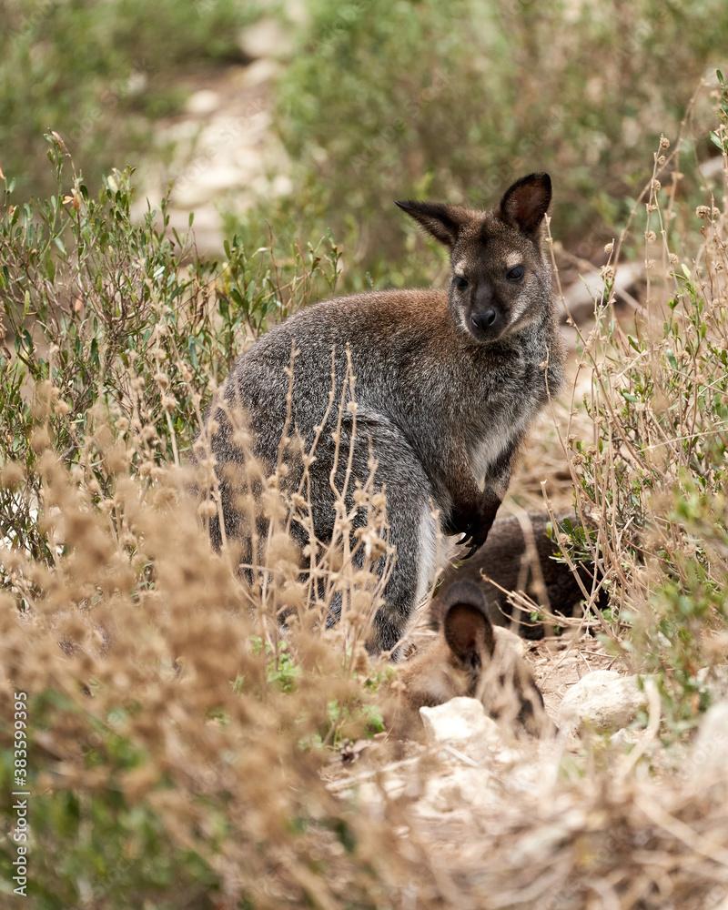 Naklejka premium Kangaroo in the sauvage wild
