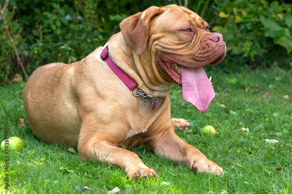 Mabel, an 18-month old Dogue de Bordeaux (French Mastiff) rests in the garden after chasing her friend a Cockapoo around in play. Mabel, an 18-month old Dogue de Bordeaux (French Mastiff) rests in the garden after chasing her friend a Cockapoo around in play.